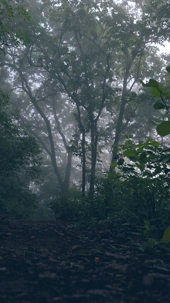 MaryaskyfullofM's tweet image. Anyone can love the beach but it takes a soul to love a moody forest..