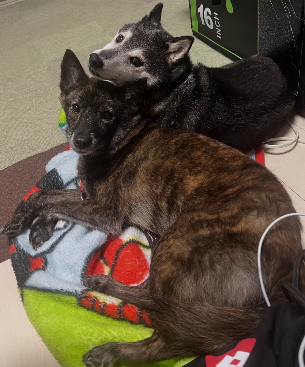 今日のわんこ🐕