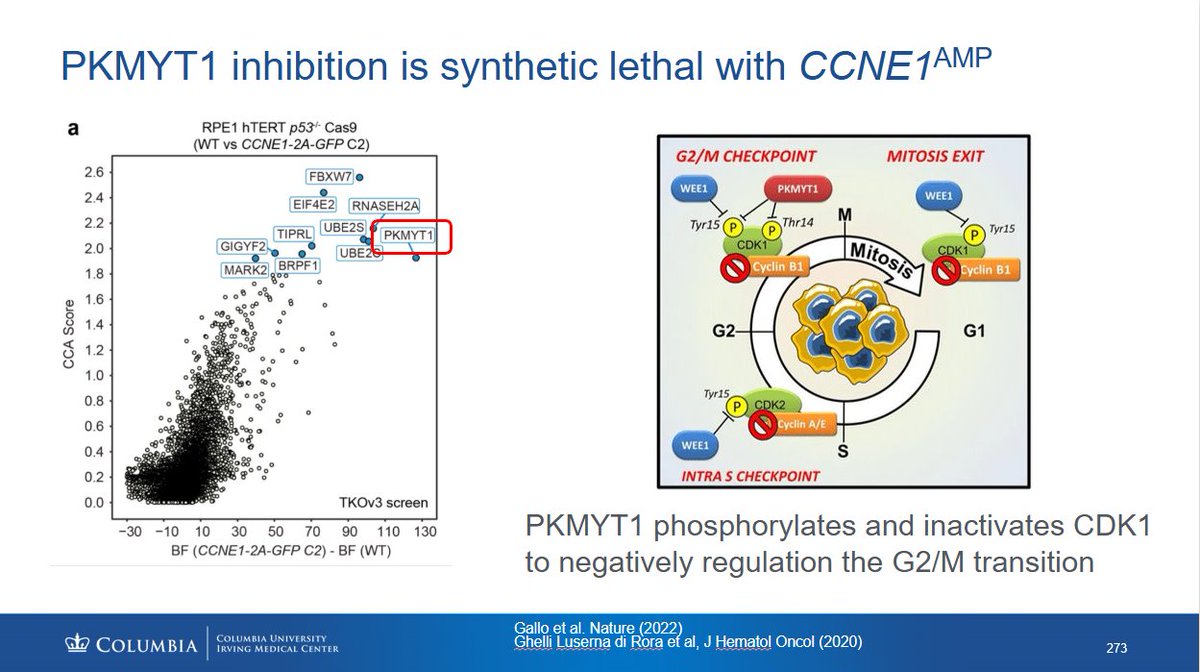 DAVAOnc's tweet image. CCNE1 amplification (~4–10% of esophagogastric cancers) is linked to CIN, poor prognosis & resistance. At #DAVAGI, @RyanMoyMDPhD @columbiacancer discussed PKMYT1 inhibition with lunresertib(RP-6306), showing preclinical activity & synergy with anti-PD1.