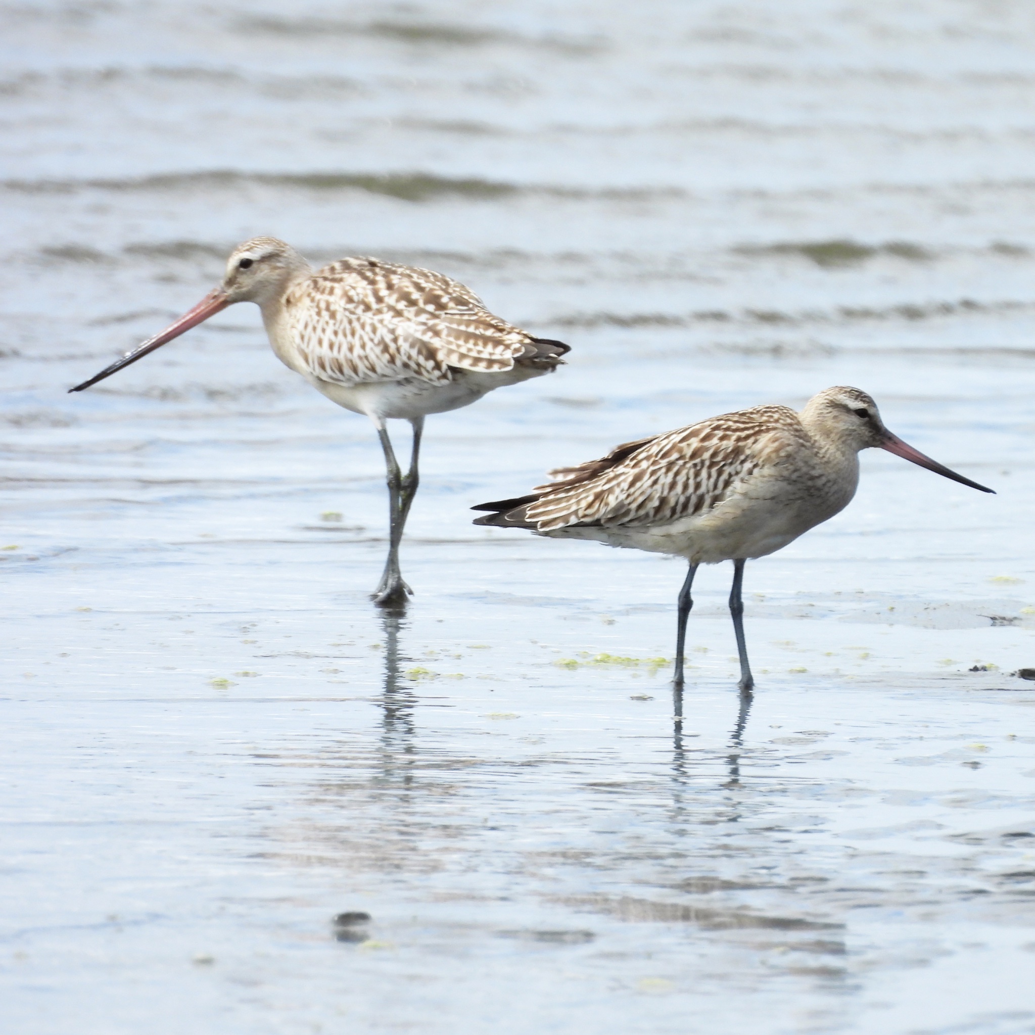 キバツツジ(どちらか1鉢ごと) 4/24撮影(今年は終わりました、毎年咲きます) kishimoto on X: 