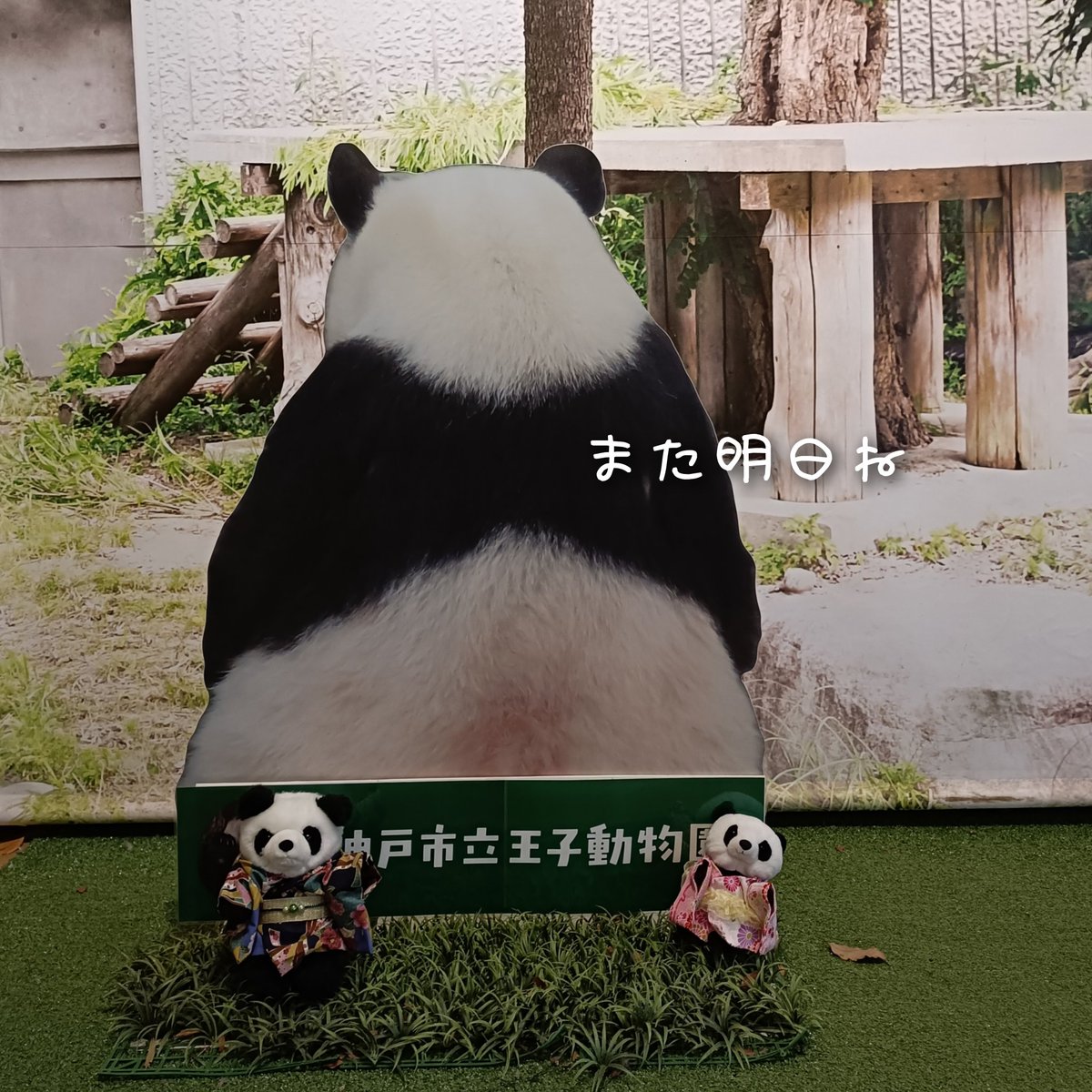 ありがとうタンタン - البحث / X