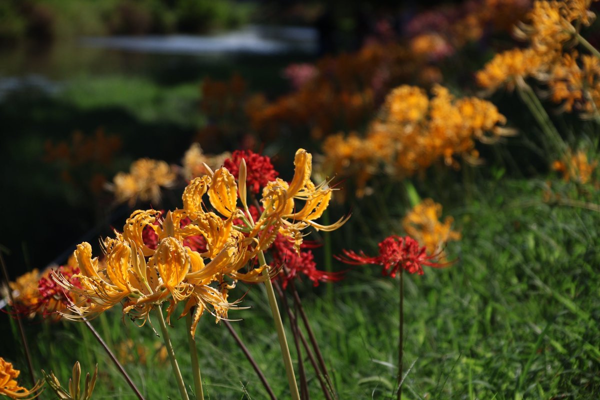 高浜の稗田川沿いに咲くリコリスを見てきました。彼岸花なんだけど、ここはピンクや黄色のものから順番に咲いていくみたい。
真紅の彼岸花もいいけど、この色だとイメージ違うよね。ピンクはもう終わりがけ。
雨上がりだったので、しっとり濡れてて綺麗でした😄