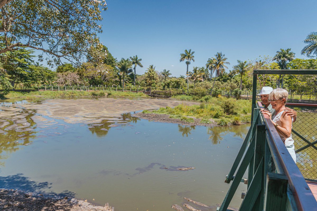 Boca de Guamá es el humedal más importante del Caribe. El nombre le viene del jefe taíno homónimo, y está formado por varios atractivos como Villa Guamá, la Laguna del Tesoro, el criadero de cocodrilos y otras áreas de recreación. #CubaÚnica