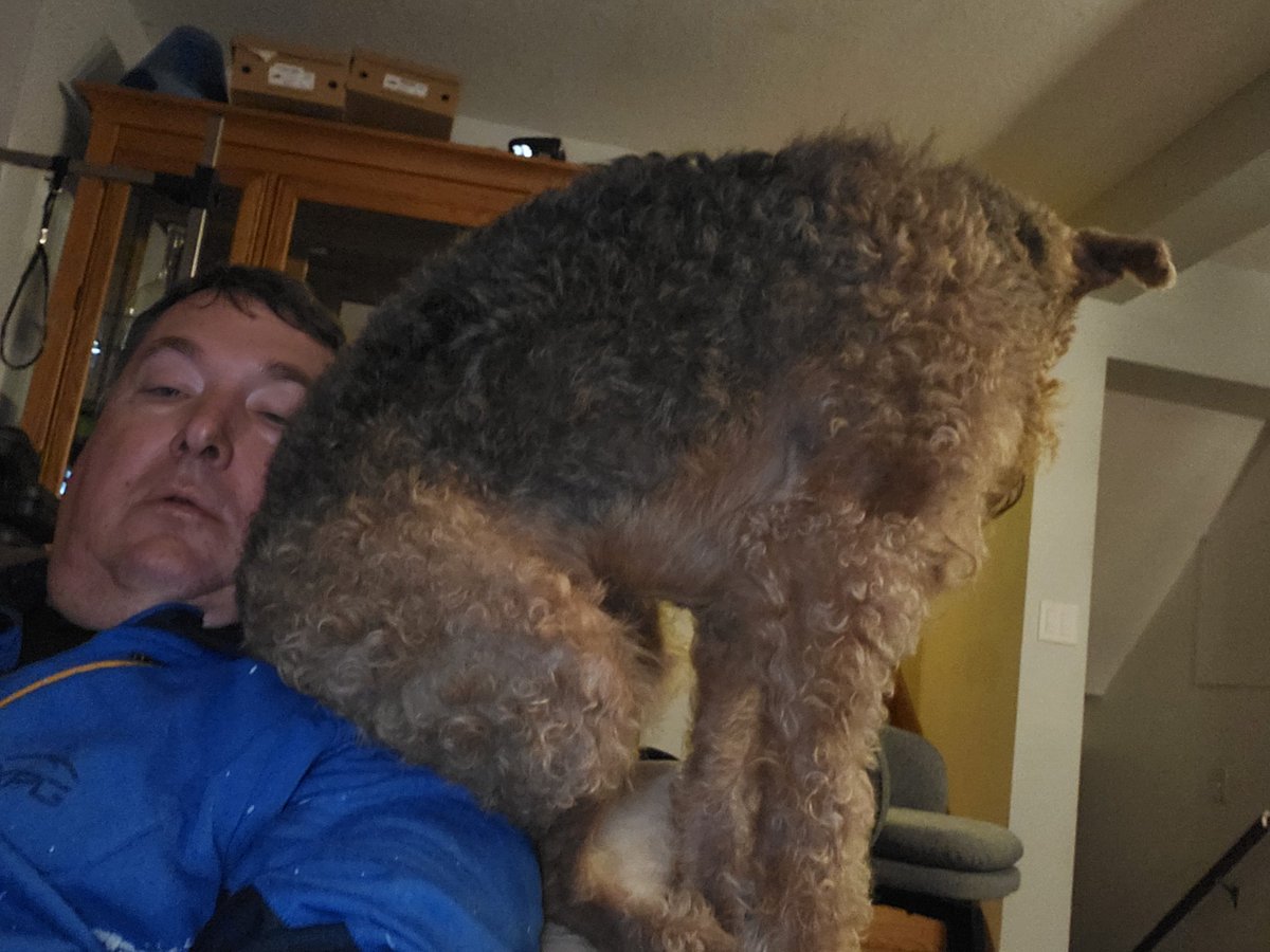 Oliver goes from lap dog to shoulder dog. Just moe Airedale antics #Airedale #airedaleterrier #dogs #dogsofX #terriers