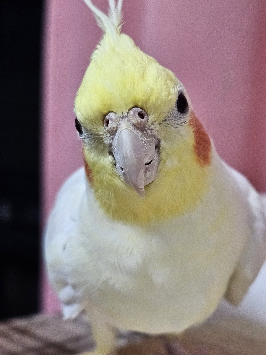 みんなー、ご飯ちゃんと食べてるー❓
もりもり食べて、元気に過ごしてねー💪😄

#オカメインコ