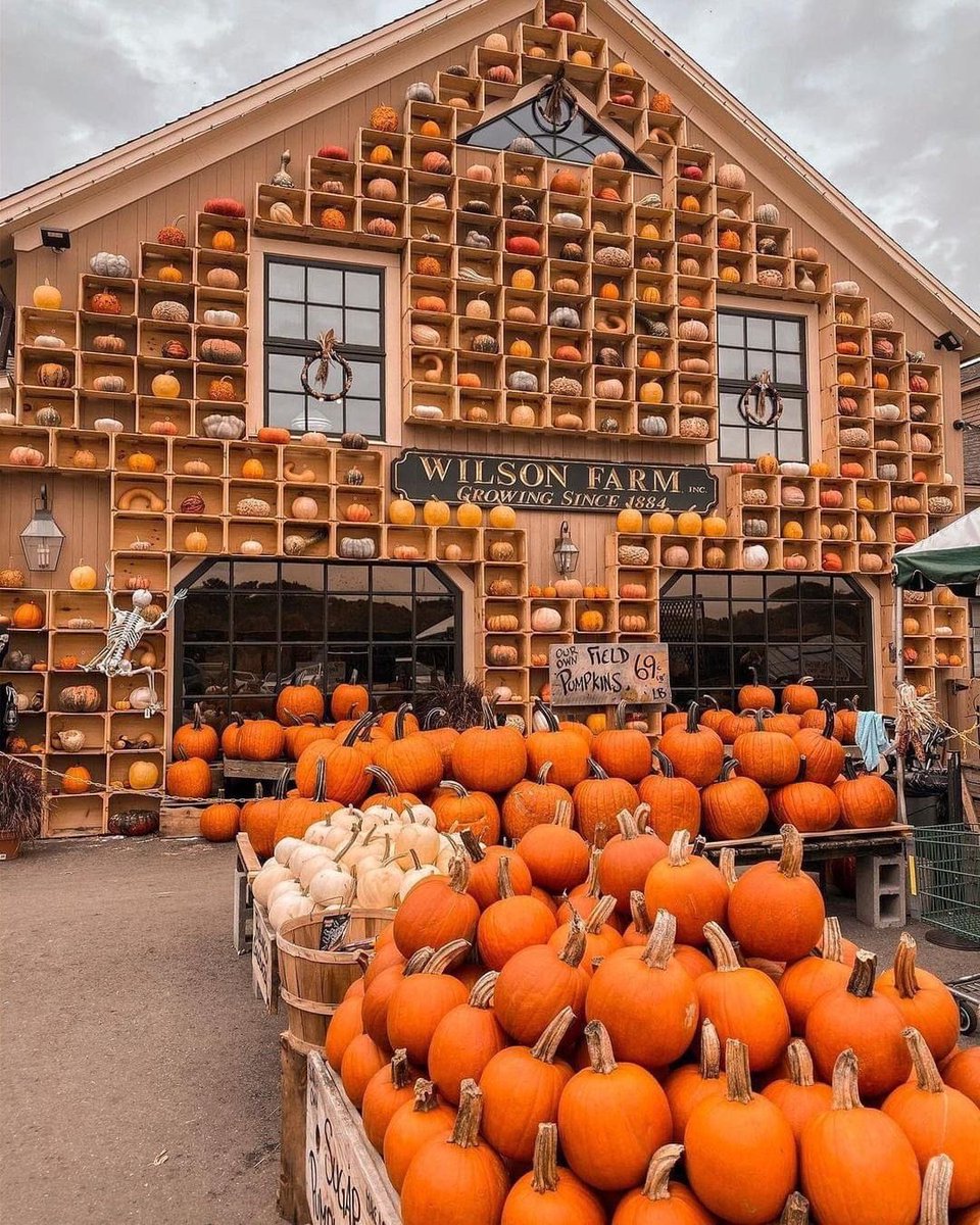 thespookygirll's tweet photo. tomorrow is the first day of Autumn 🎃🍂 https://t.co/ox0ZUxX9e6
