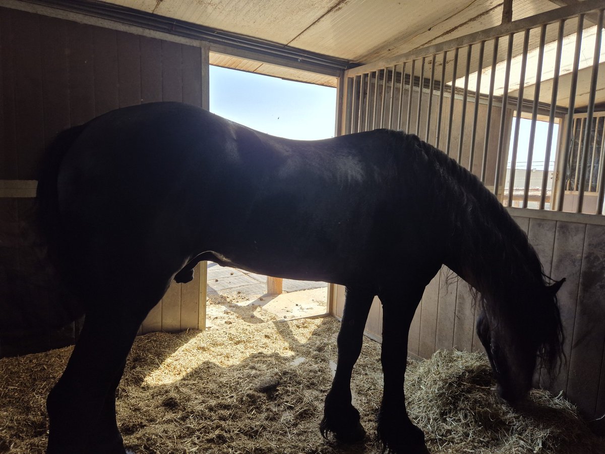There's a Frison at my horse riding school 😭😭😭😭🥹🥹🥹

It's my favorite breed of horse....... So pretty.......