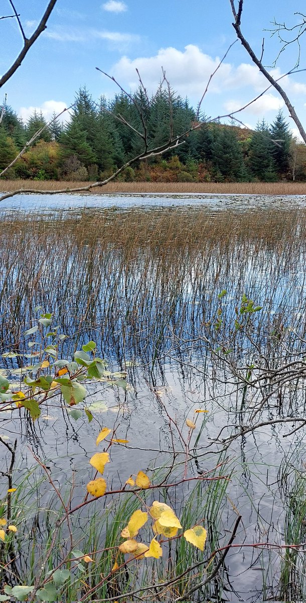 Lily loch: after the lilies as autumn comes in.