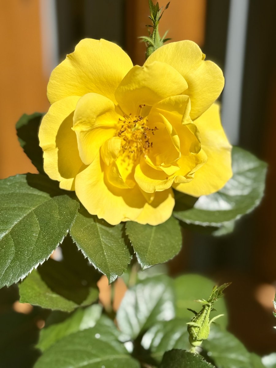 #SundayYellow💛🍃