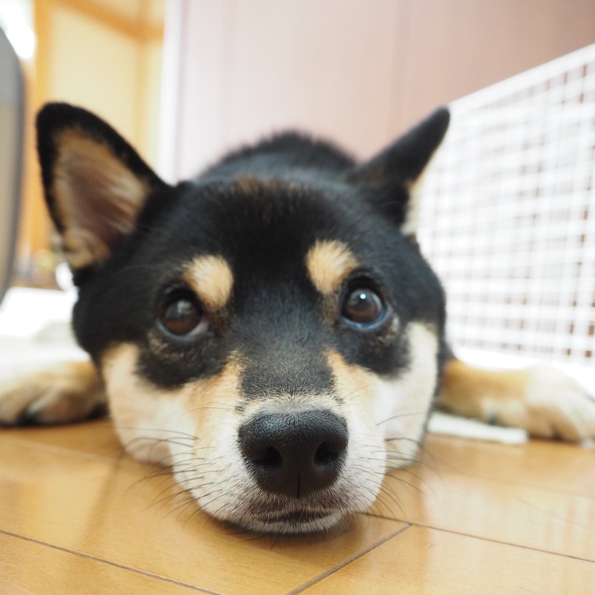 何故か私から目を逸らす犬