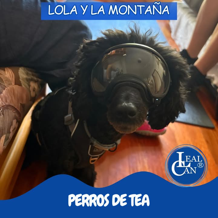 ¡Lola está preparada para disfrutar de su paseo por la montaña con sus gafas! ¡Le encanta olfatear entre arbustos y setos! 🐶 Si deseas saber más sobre la importancia de las gafas de Lola, te compartimos el siguiente enlace.↙️
facebook.com/share/p/1BfomN…

#LealCan #perrosdeasistencia