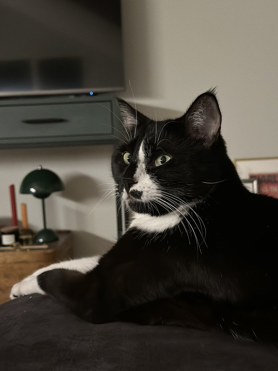 Предлагаю вам немедленно посмотреть на моего кота и восхититься его роскошновостью. 

Только сегодня вы можете даже поставить ему лайк бесплатно.