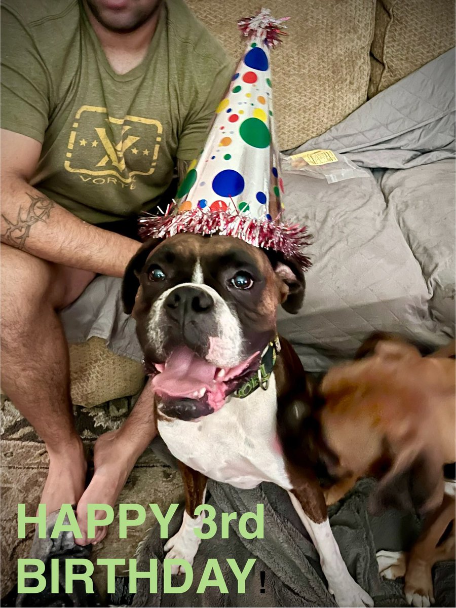 Glamazon72's tweet image. Somebody is 3 years old! 🥰🥳🎉
Loki’s having a Boxer BDay party…all 6 of the family Boxers. 😇
They’re about to bring the party to the dog park 😂😂😂
#Boxer #BoxerDog #BirthdayBoy #BoxerFamily #BoxerLife #boxersoftwitter #Loki #TheRogueRuby #LadySif #Beast #Gamora #Jubilee