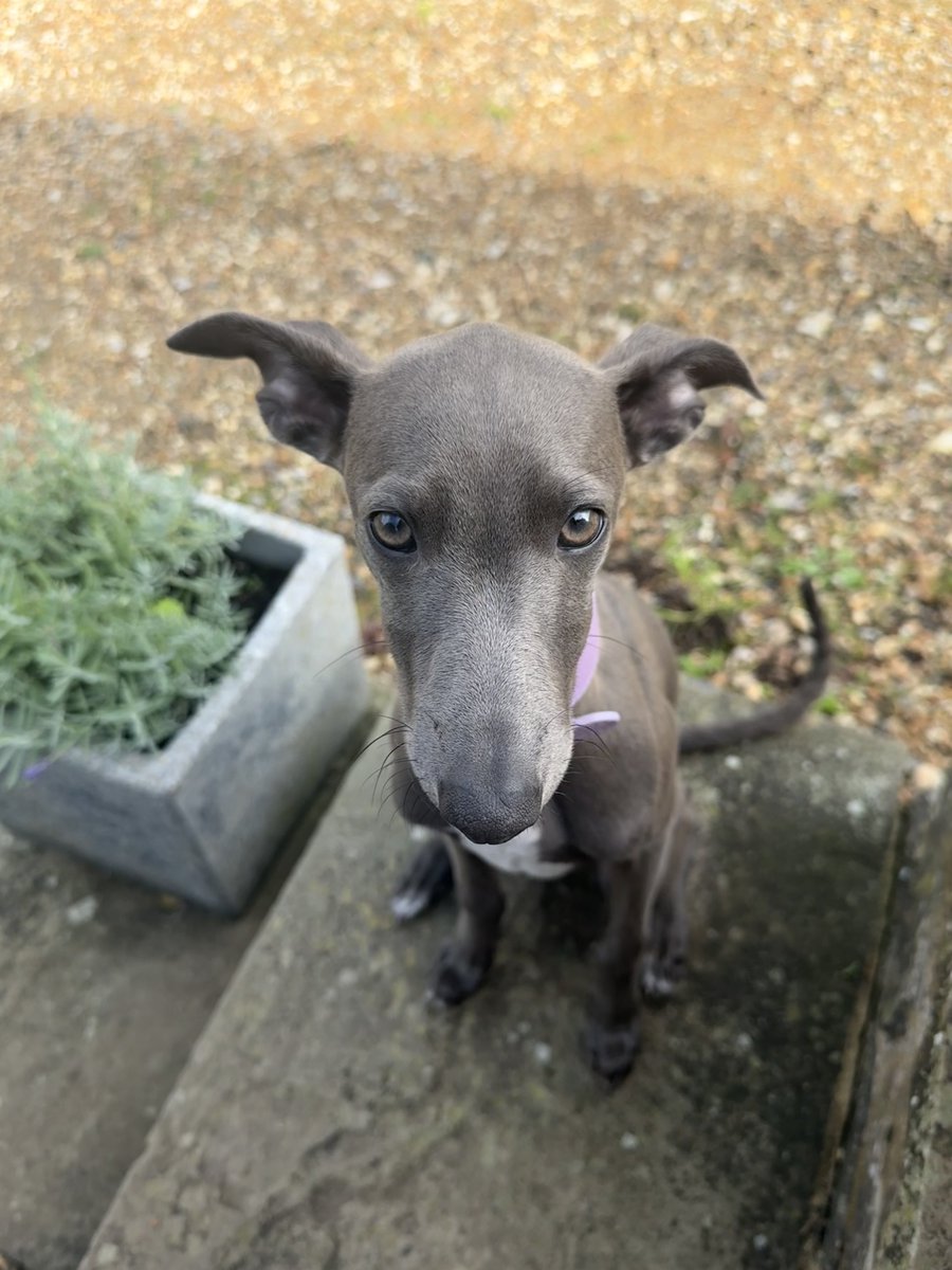 🆘21 SEPT 2025 #Lost Gelato #ScanMe #PUPPY
YOUNG Bleu/Silver Italian Greyhound Female
The Bald Horns #RH12
#Horsham #Surrey #WestSussex
She was spooked by another dog and ran off into the woods.
doglost.co.uk/dog/200133