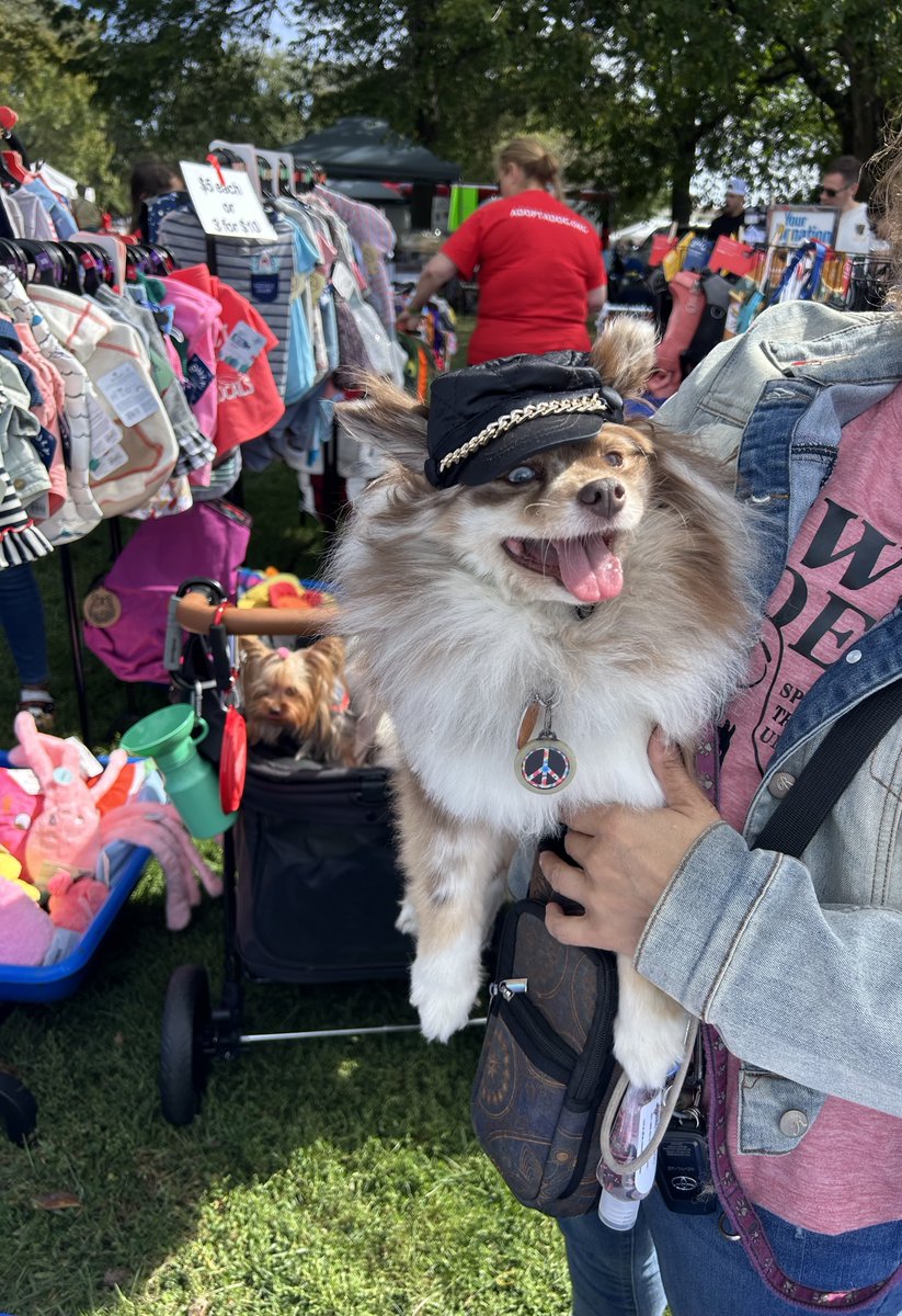 TAILSSpayNeuter's tweet photo. 😻 MEOW-WOW! We're having a blast at the Puttin' On The Dog event RIGHT NOW with our friends from Adopt A Dog! 🐶

Come join the fun, meet adoptable pets, and support two great rescues! We're here until 4:30 PM TODAY!

⏰ Happening NOW!
📍Roger Sherman Baldwin Park https://t.co/jB02o340kV