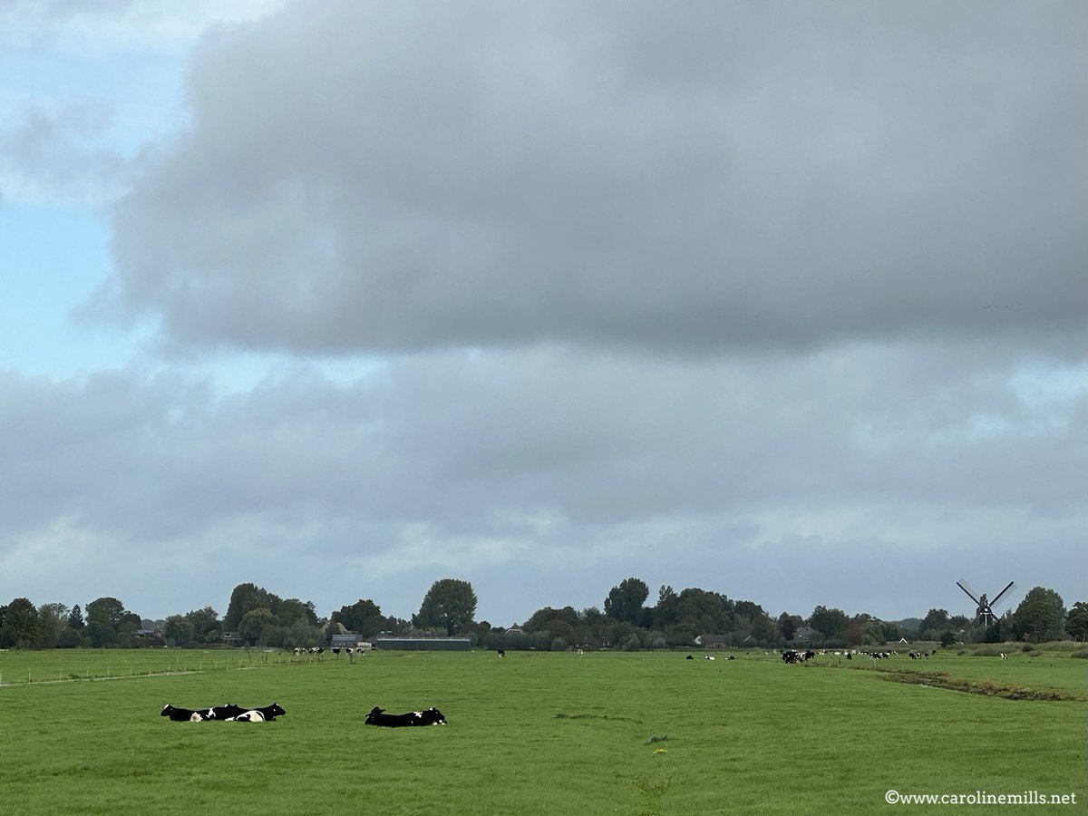 There's a definite vibe that I'm in the #Netherlands, staying on a small farm #campsite exclusively for #campervans &amp; #motorhomes in Gelderland. A grid of lush green, flat, irrigated fields, cows, windmills, and a cracking sunset. #camping #roadTrip