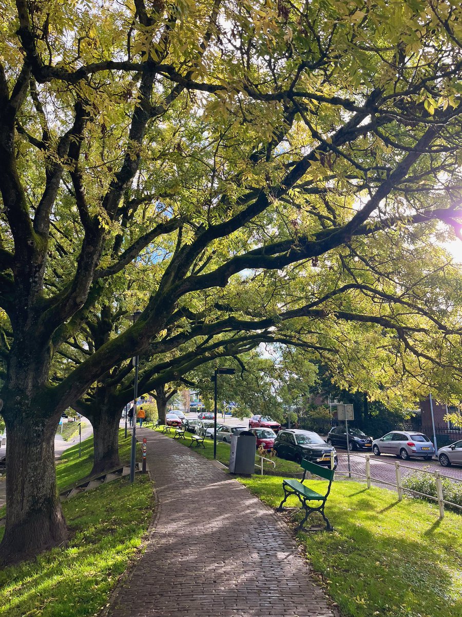 Пиздец как красиво.

<a href="/inogda_korabli/">Танцующий хариус</a> вытащила нас в  Enkhuizen