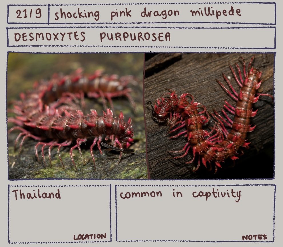 Bug of the day
Desmoxytes purpurosea