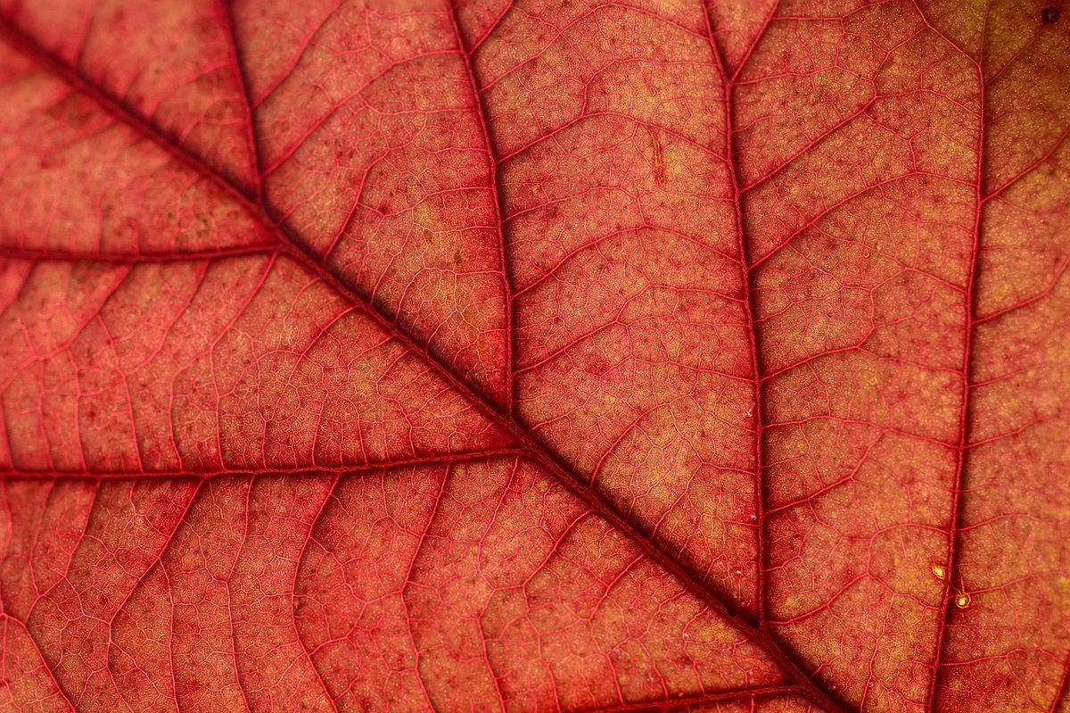 Bogdan Ghiu la.liternet.ro/KG6NyH

„Să (vrei să) trăiești veșnic
ca să (poți să)
ucizi veșnic.”

#LiterNet