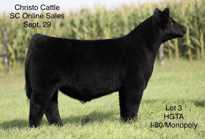 gregchristo1's tweet photo. Stop out and check out this great set of steers and heifers that Christo Cattle is selling on SC online sales Sept 29. https://t.co/4w2PqV9Cgr