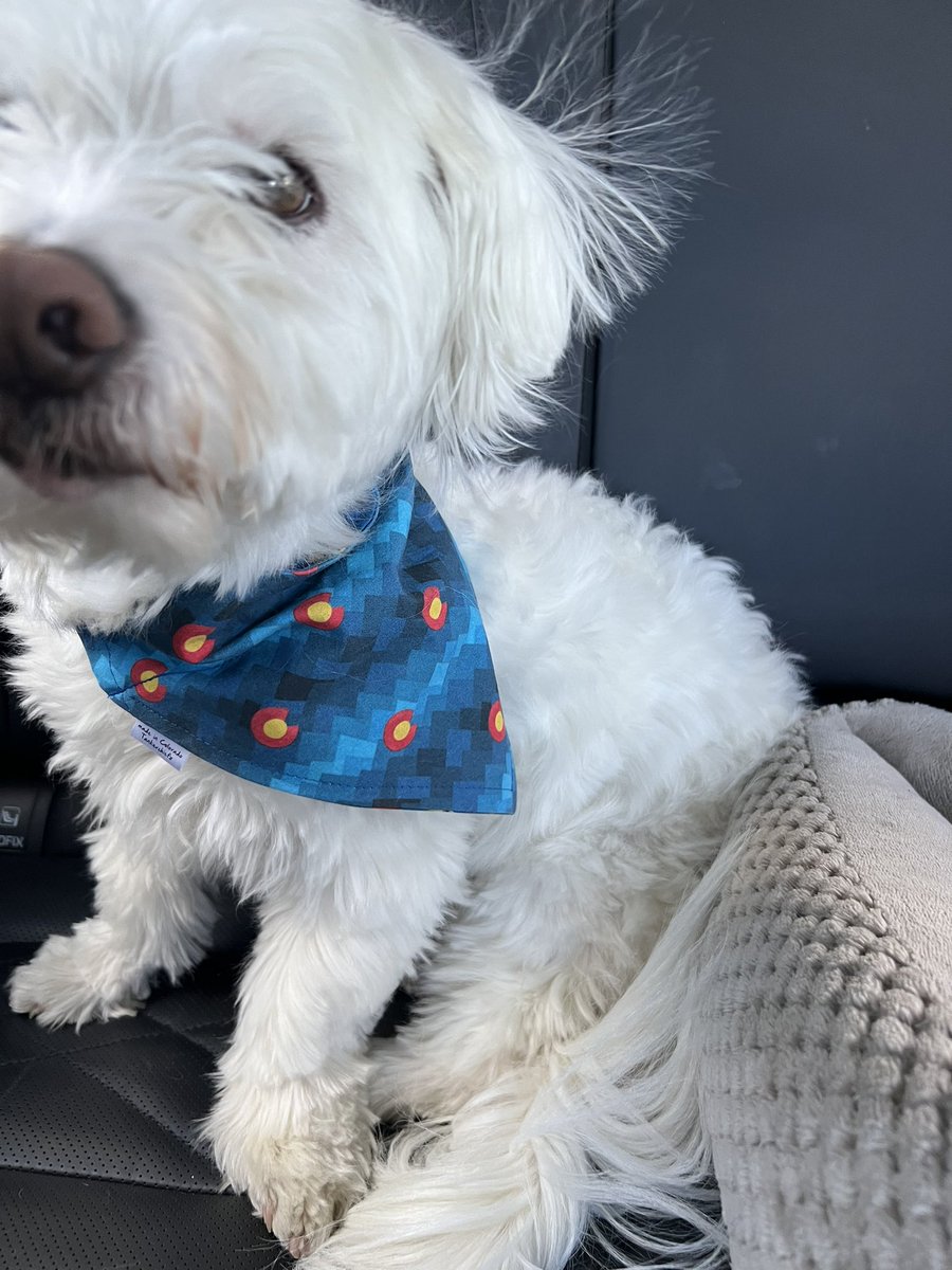 PerfectParker4's tweet image. Goin leaf-peeping in my Colorado mountains today buds! Wanna come??  #leafpeeping #fallcolor #roadtrip #rockymountains #rmnp