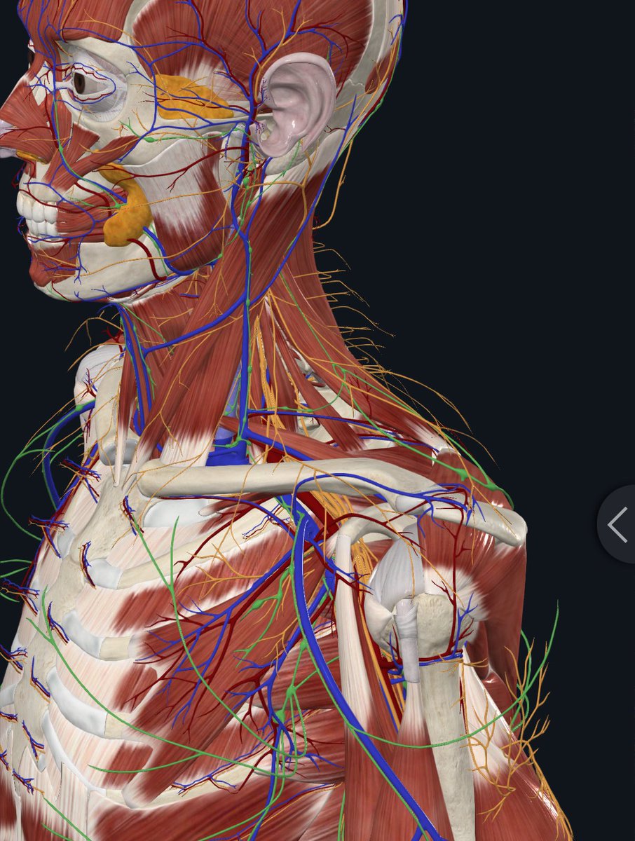 Tklau11's tweet photo. Anatomy isn’t just about muscles.
It’s a system - and if you don’t understand it, you’ll miss the real source of problems. 🕵🏻‍♀️
A quick breakdown 👇 https://t.co/d9J2UL8MxI
