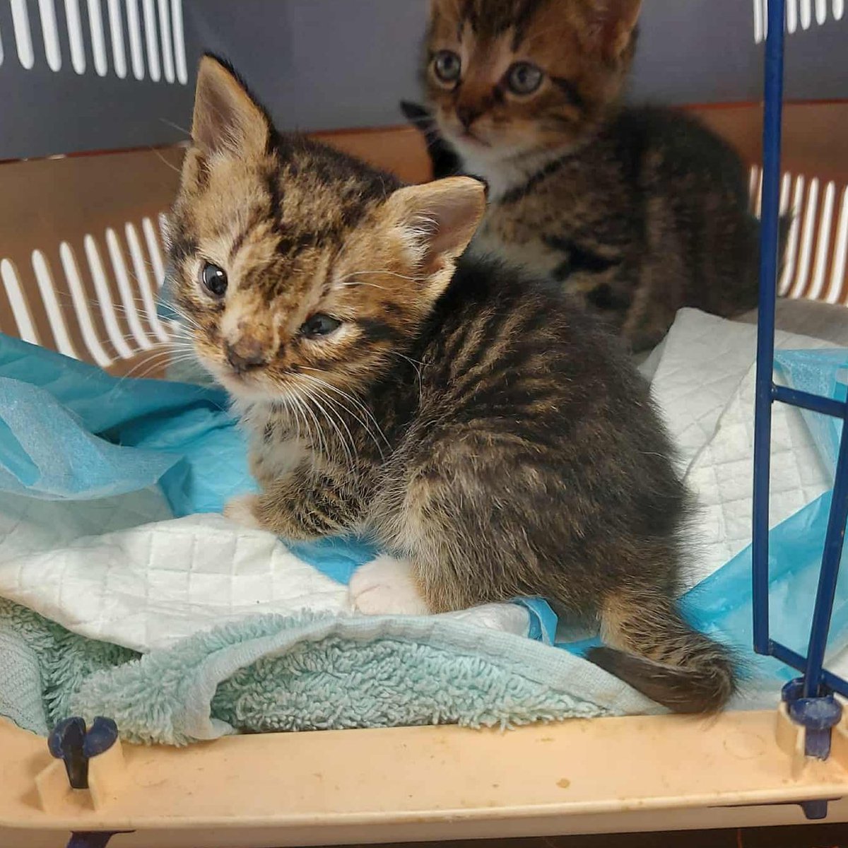 💔 0 zł. Jeszcze nikt nie pomógł… A cztery maleńkie kocięta – Cherry, Chili, Charlie i Churro – walczą o życie. Brudne, głodne, chore, znalezione w kartonie 😢 Bez nas nie mają szans. Prosimy, pomóżcie im przeżyć 🙏🐾
 ratujemyzwierzaki.pl/kocieta-z-czar…