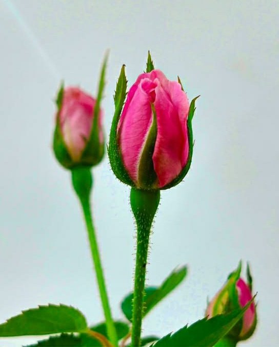South Bird (@sadiqhaw1) on Twitter photo 