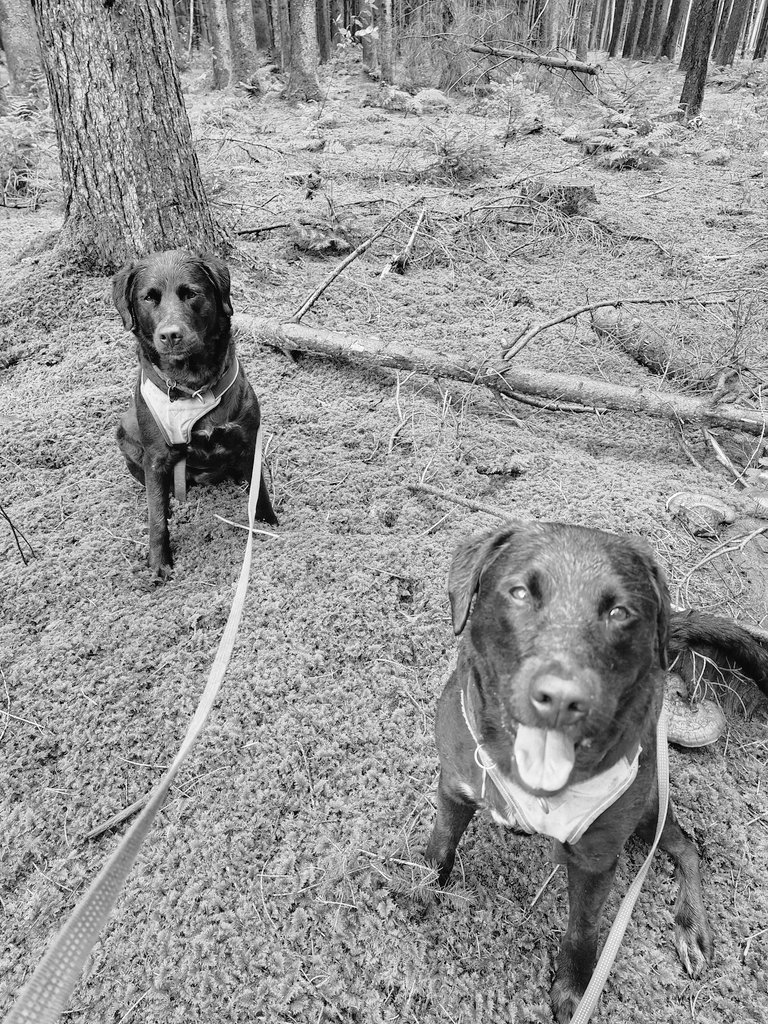 Fellnasenbande mit Futterspender Mami tweet media