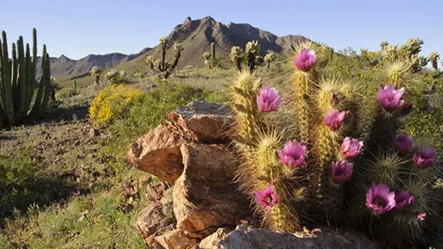 La RB #ElPinacate y Gran Desierto de Altar conserva el campo activo de dunas más grande de Norteamérica. 🏜️

Gracias a su biodiversidad podemos obtener productos sustentables como miel orgánica. 🍯

Conoce más en #MiTiendita ➡️ natoure.life/destinos/areas… #SomosNaturaleza 🐝🌸🌼🪻