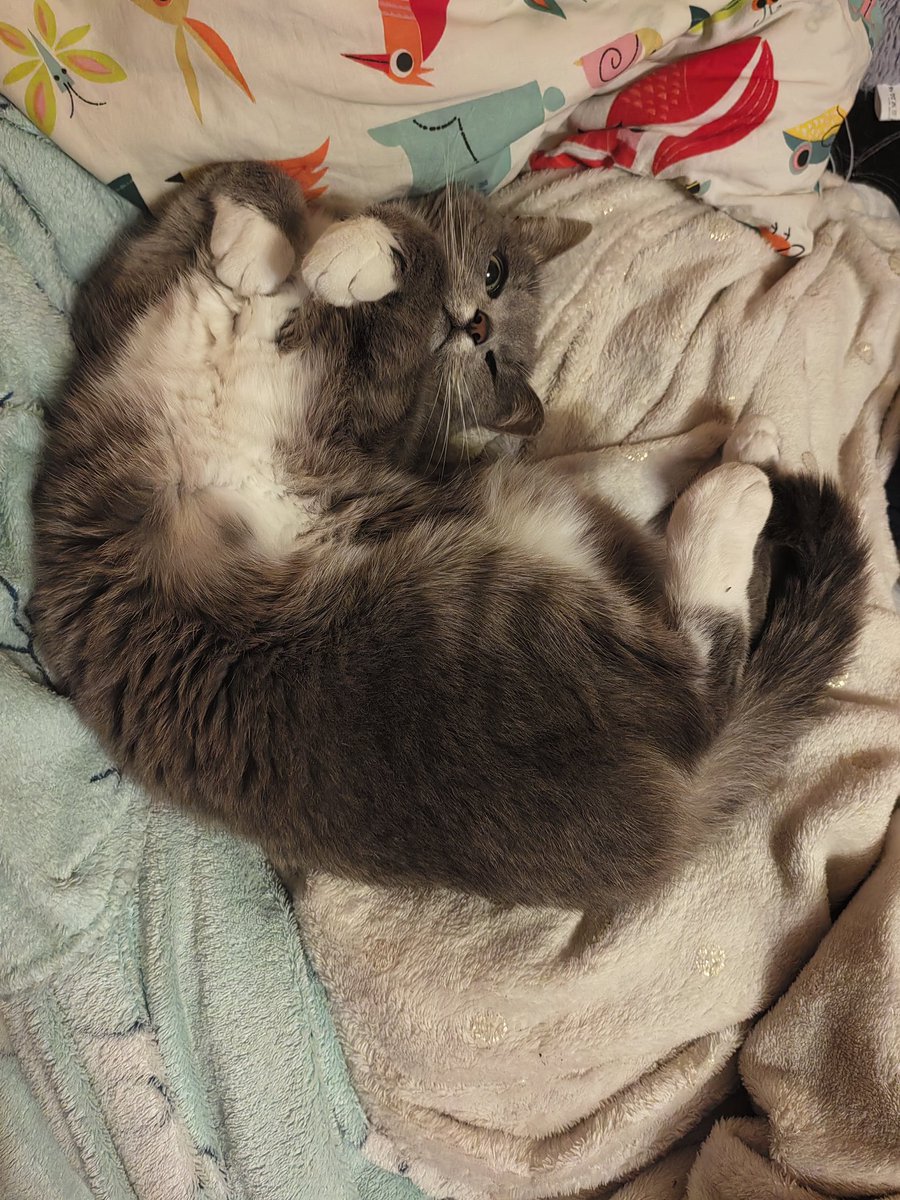 Пузо кисы Мелиссы вам в ленту