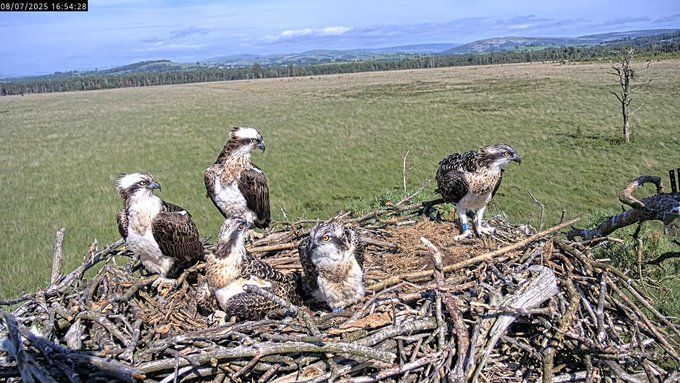 Foulshaw2's tweet image. They think it's all over.  It is now.  
The webcams will be switched off tomorrow.   All the Osps have migrated now.  We wish them a safe journey south and will be awaiting their return.  
Thank you for following them and for all your interest and  support.  
#FoulshawOspreys