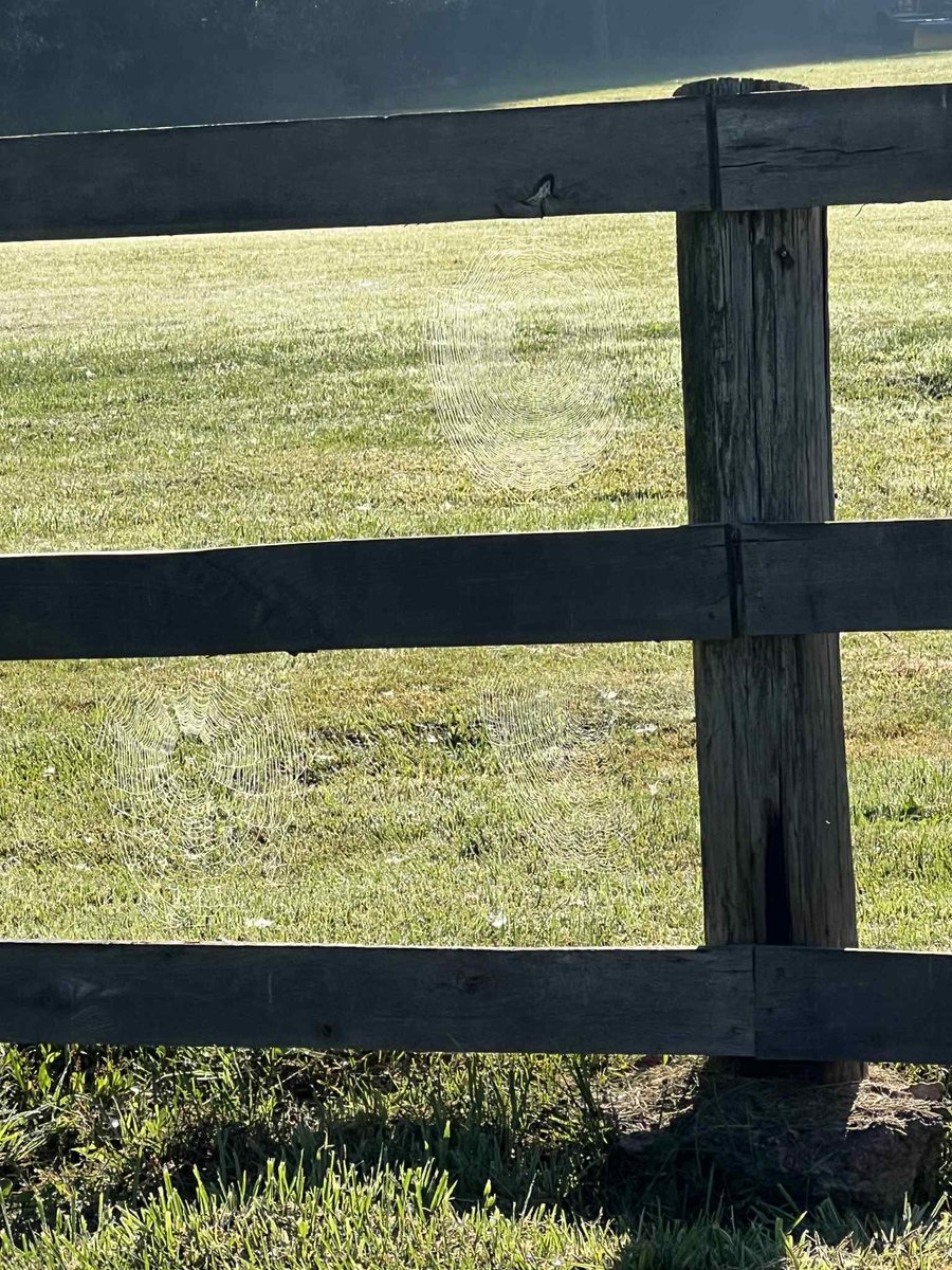 One little two little three little spiderwebs, as captured by Russell Maltba.