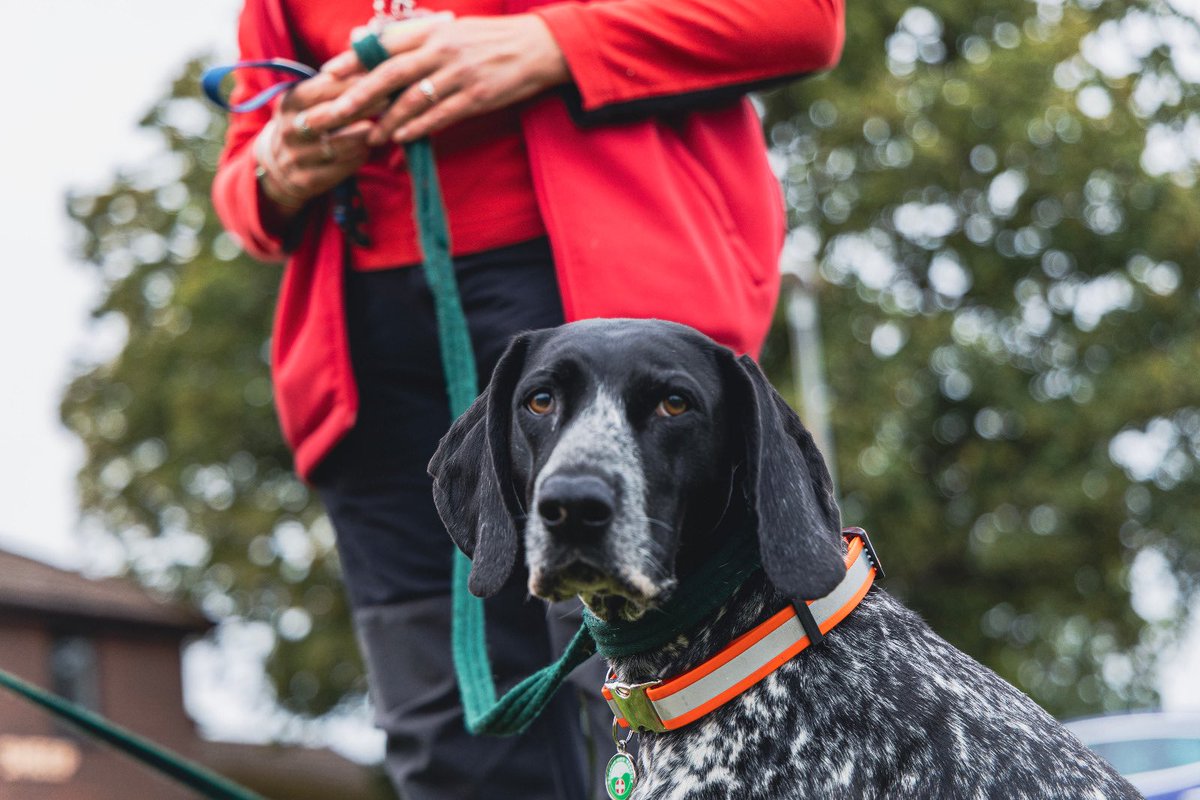 WarkSAR's tweet image. 🐾 Dog Training Update! 🐾

This week our search dogs and handlers were out around our HQ at Stoneleigh Park for a fantastic training session. It was a great chance to polish up our teamwork and practice essential search skills.
#searchdogs #lowlandsearchandrescue