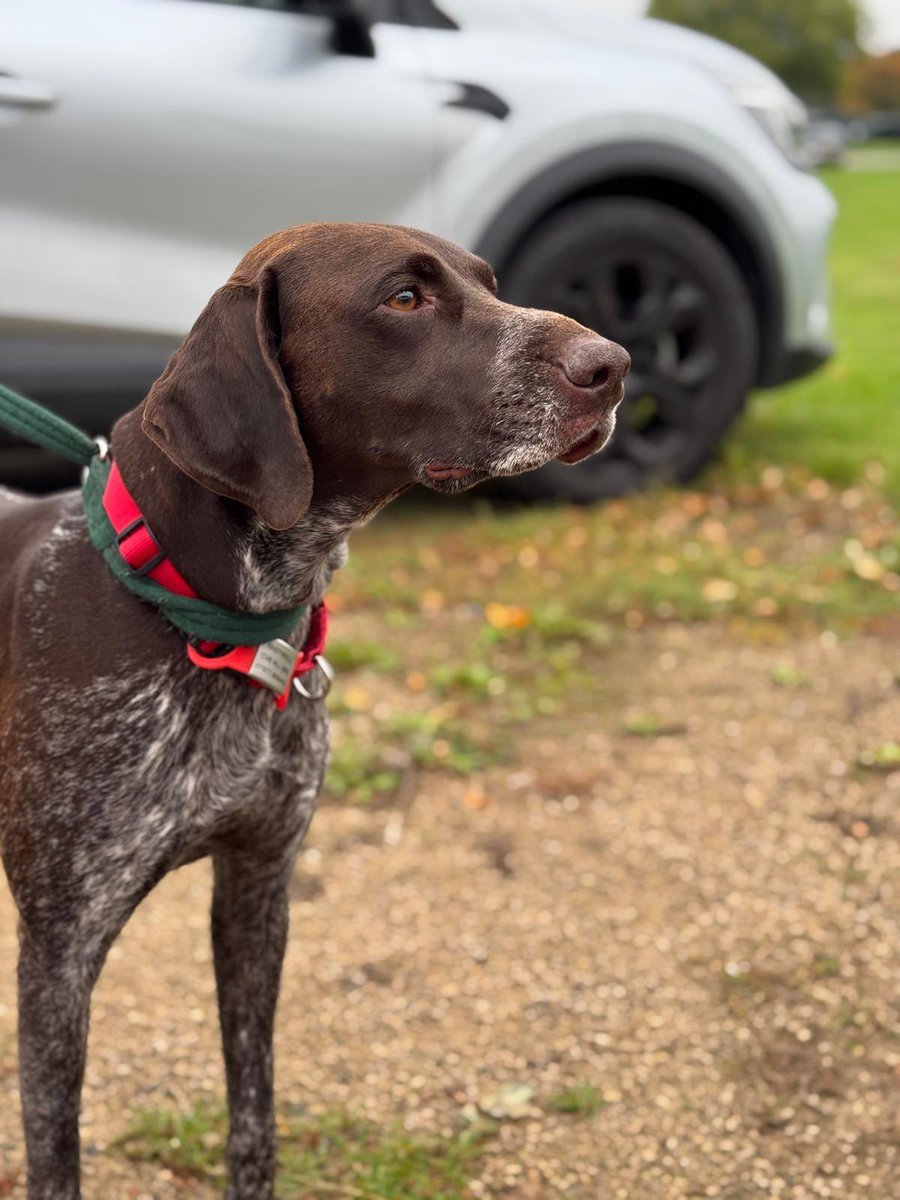 WarkSAR's tweet image. 🐾 Dog Training Update! 🐾

This week our search dogs and handlers were out around our HQ at Stoneleigh Park for a fantastic training session. It was a great chance to polish up our teamwork and practice essential search skills.
#searchdogs #lowlandsearchandrescue