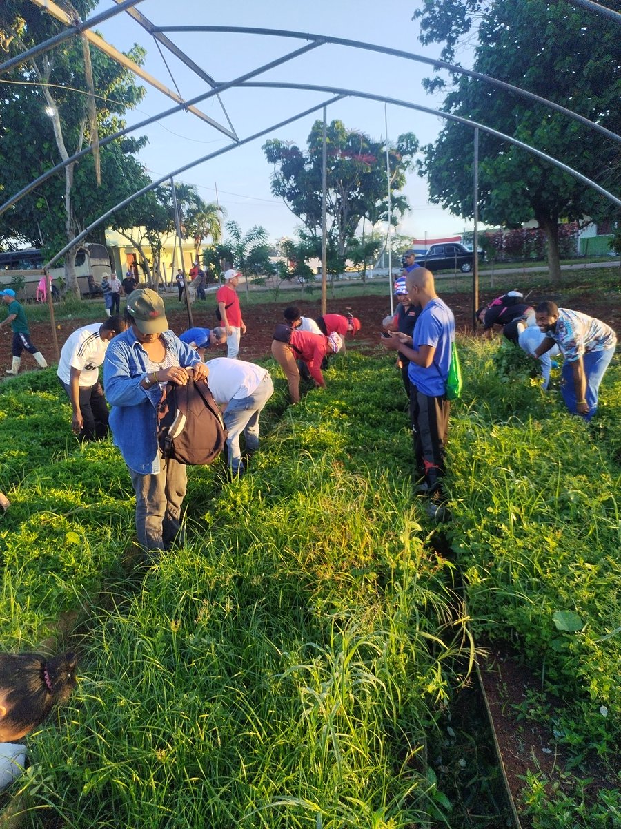KatiaRodrguezR2's tweet photo. 👉👉👉 Día de aporte decisivo en Trabajo Voluntario desde la #UBPC de Plantas Medicinales del municipio #Boyeros en la Habana, presentes cuadros y trabajadores de @Cuba_CTC y sus Sindicatos. 🇨🇺🇨🇺🇨🇺 https://t.co/mXQr8OxjEn