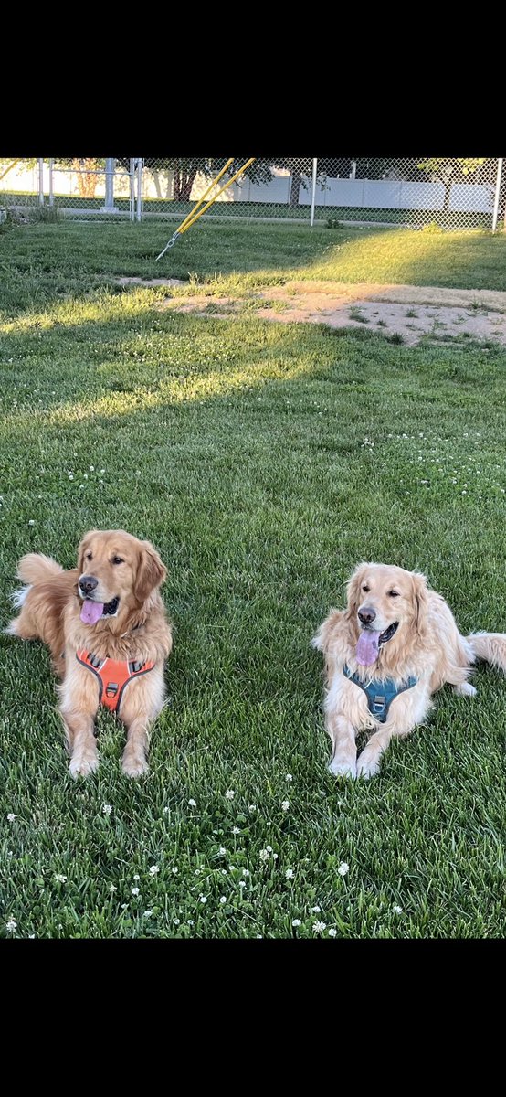 Today we celebrate Nash and Ruger’s 8th Birthday!🥳🥳 These sweet handsome boys have given us so much love and joy! We love them dearly!❤️❤️🥰🥰🐾🐾