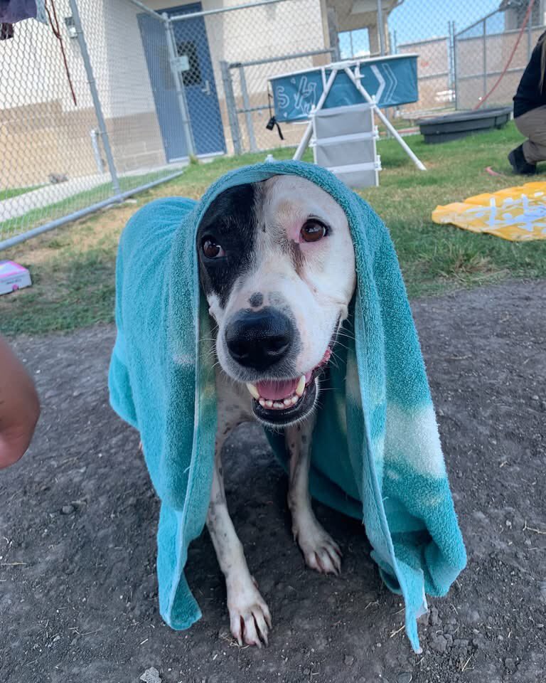 SamfromSpain's tweet photo. ‼️SENIOR ALERT‼️
8yo DORA #A382922, another older🐕 included once again on TOMORROW’S 9/22 Corpus Christi AC KILL LIST‼️
Lovely girl
Gets on well w/ other🐕s
Enjoys play group
👩🏻‍🤝‍👨🏽friendly
PLEDGE 4 #RESCUE
#FOSTER
#ADOPT
Why do they have 2 go after kind/sociable older pets⁉️ https://t.co/gC2WNdU7nk