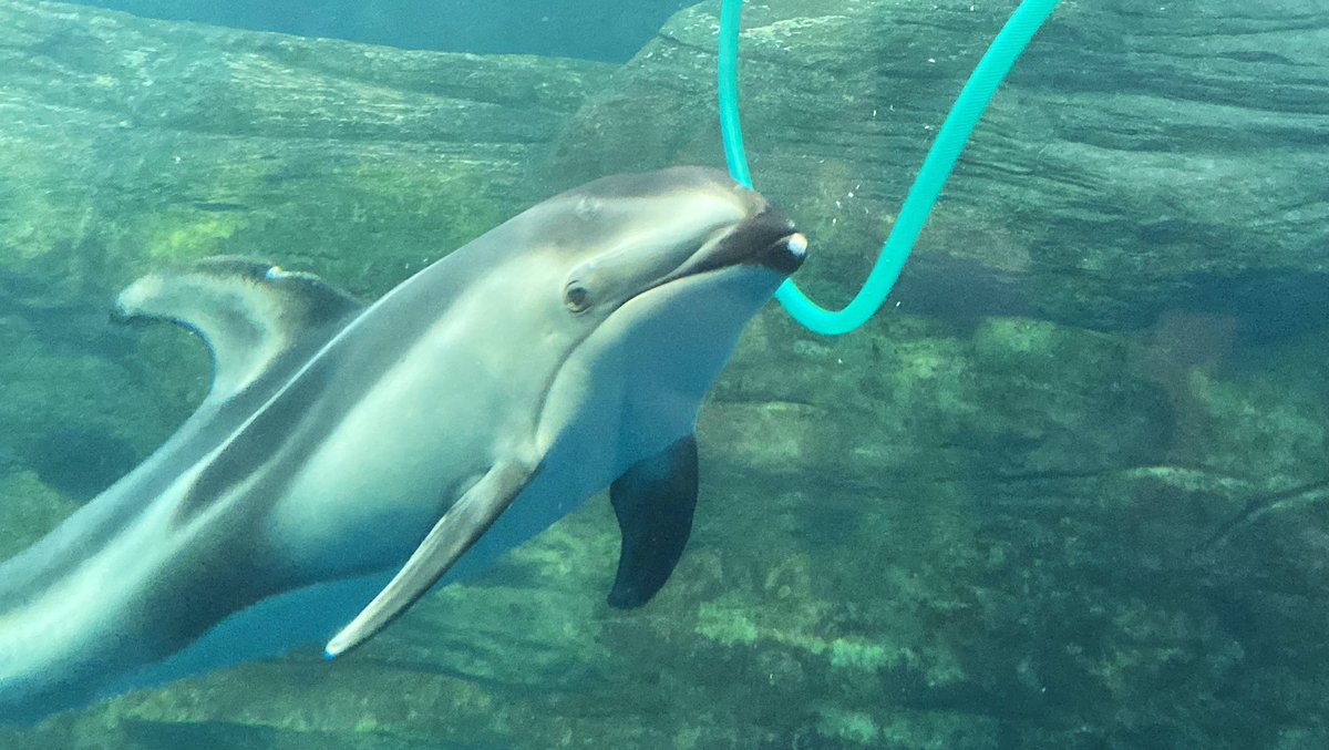 CETA SAW TWICE 2X tweet media