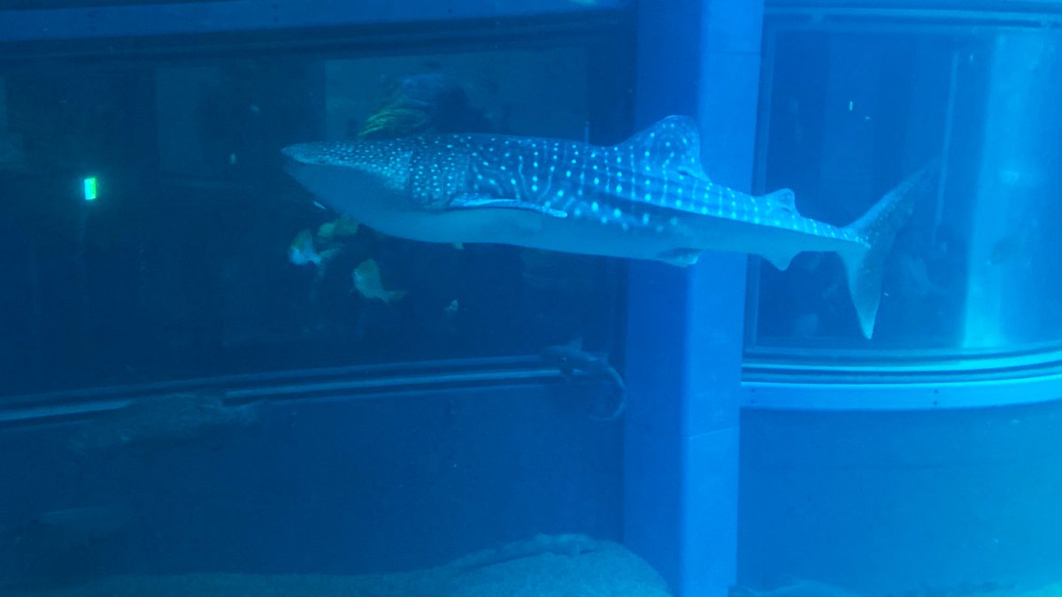 CETA SAW TWICE 2X tweet media