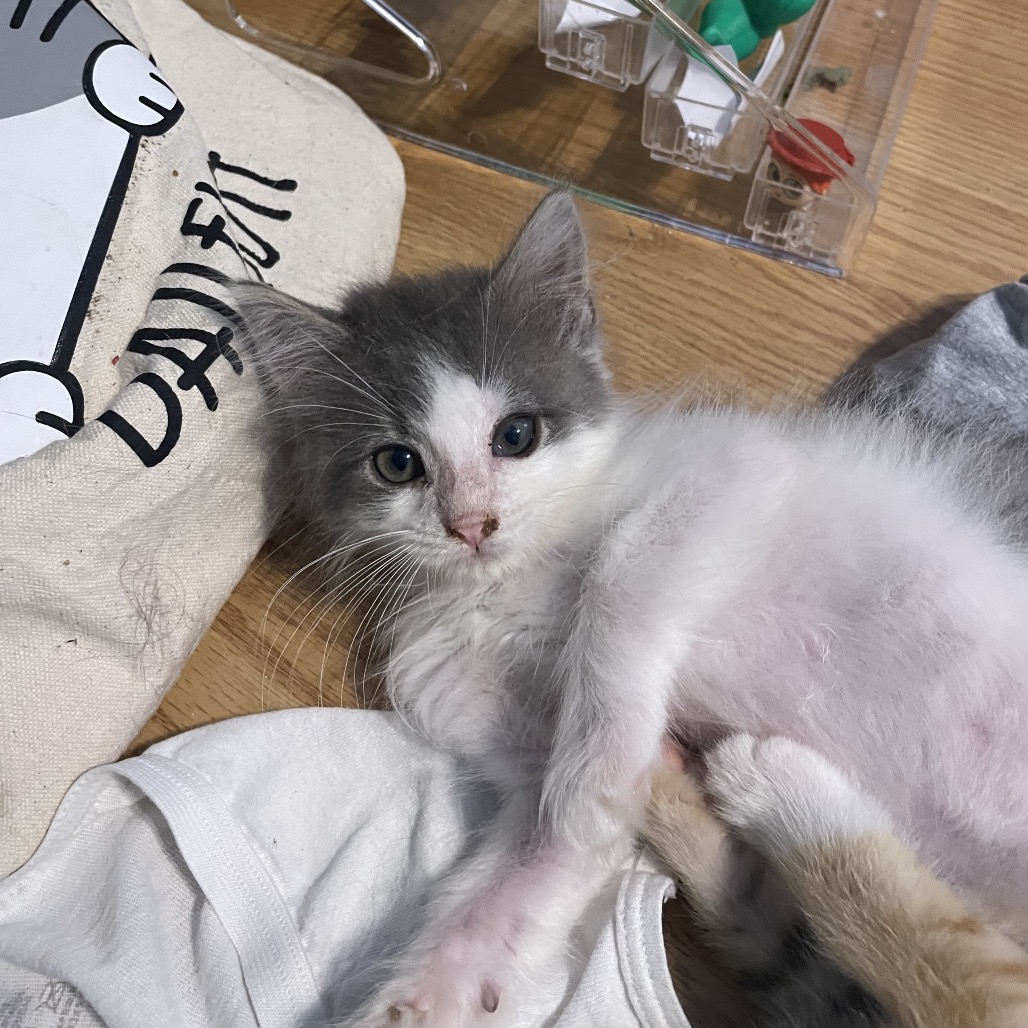 TAILSSpayNeuter's tweet photo. 😻 MEET MOUSE!
This shy but sweet boy loves playing with springs &amp; feather wands once he trusts you. Perfect for patient families!

🐾 Apply to adopt: https://t.co/I6SZAUWclG https://t.co/QmQ73bLRSt