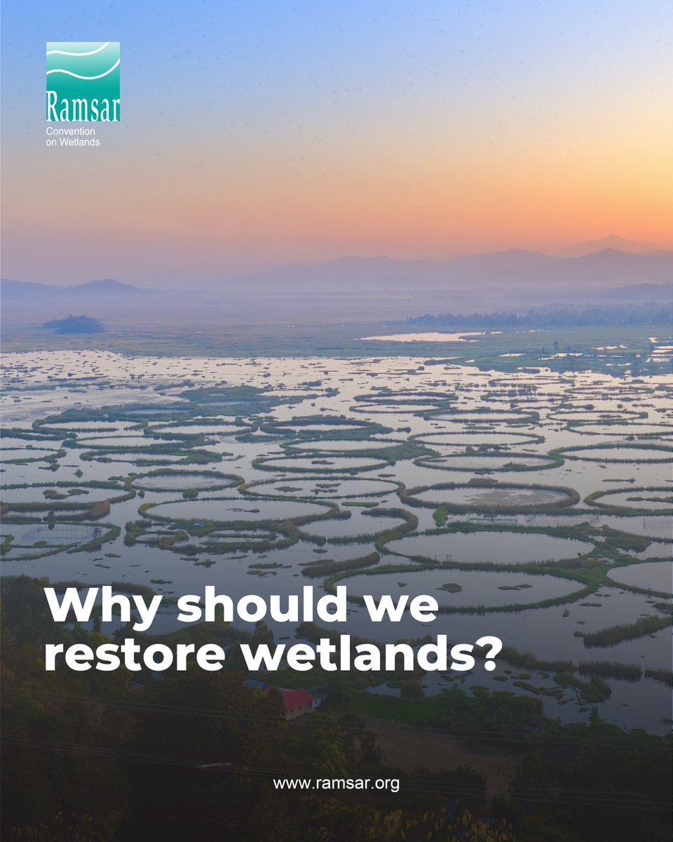 🌿Restoring lost or degraded wetlands presents a valuable and cost-effective opportunity for society to recover and enhance benefits for human health and wellbeing.

💧The total value of benefits that flow from a restored wetland are often several times higher than the cost of