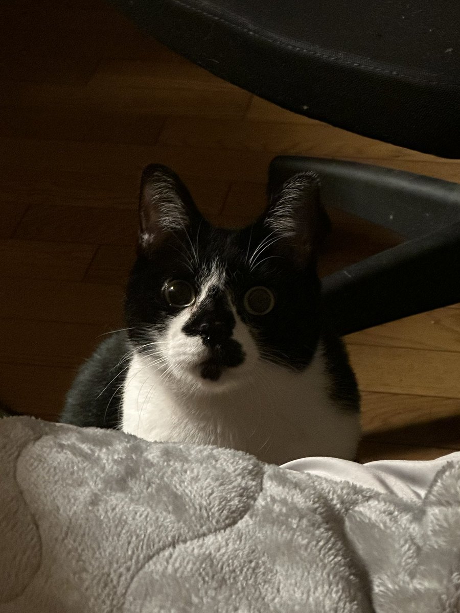 ねこ♡ どっち on X: