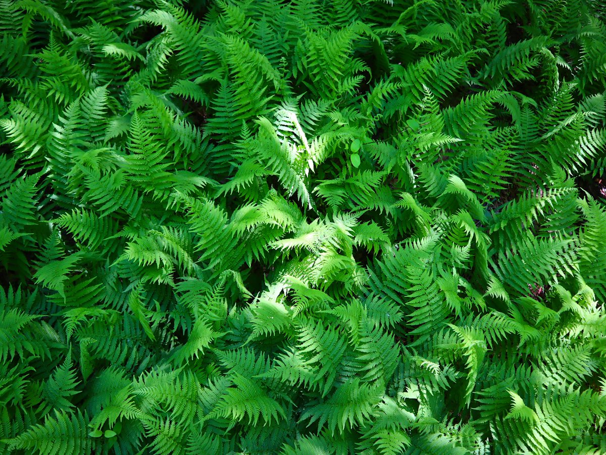 Friends of Wolf Trap National Park tweet media