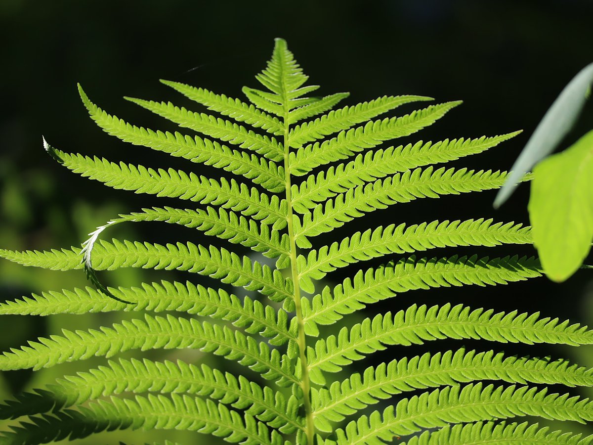 Friends of Wolf Trap National Park tweet media