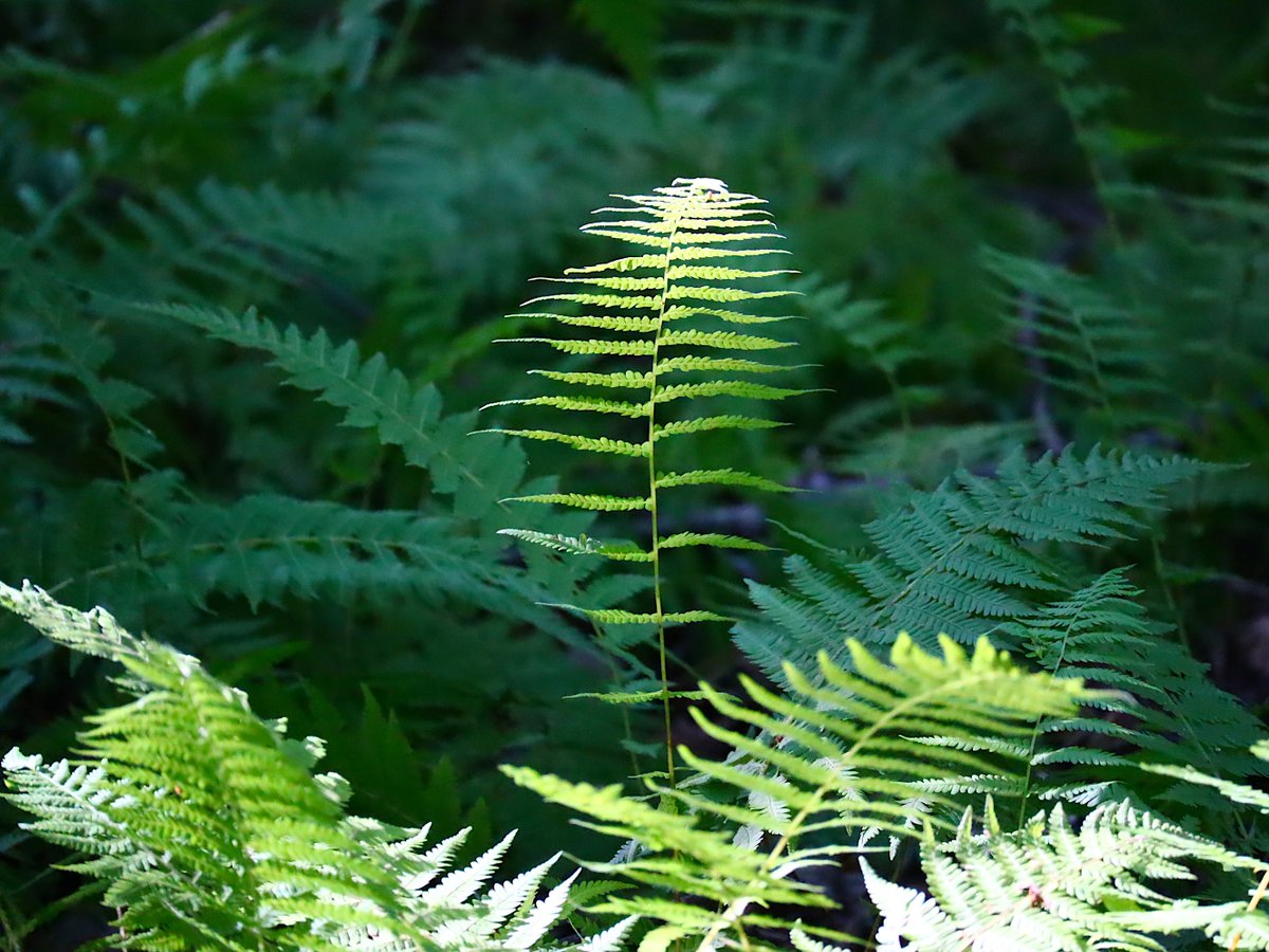 Friends of Wolf Trap National Park tweet media