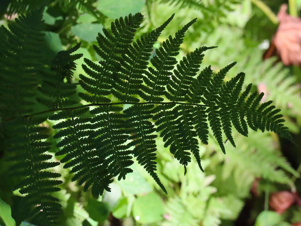 Friends of Wolf Trap National Park tweet media