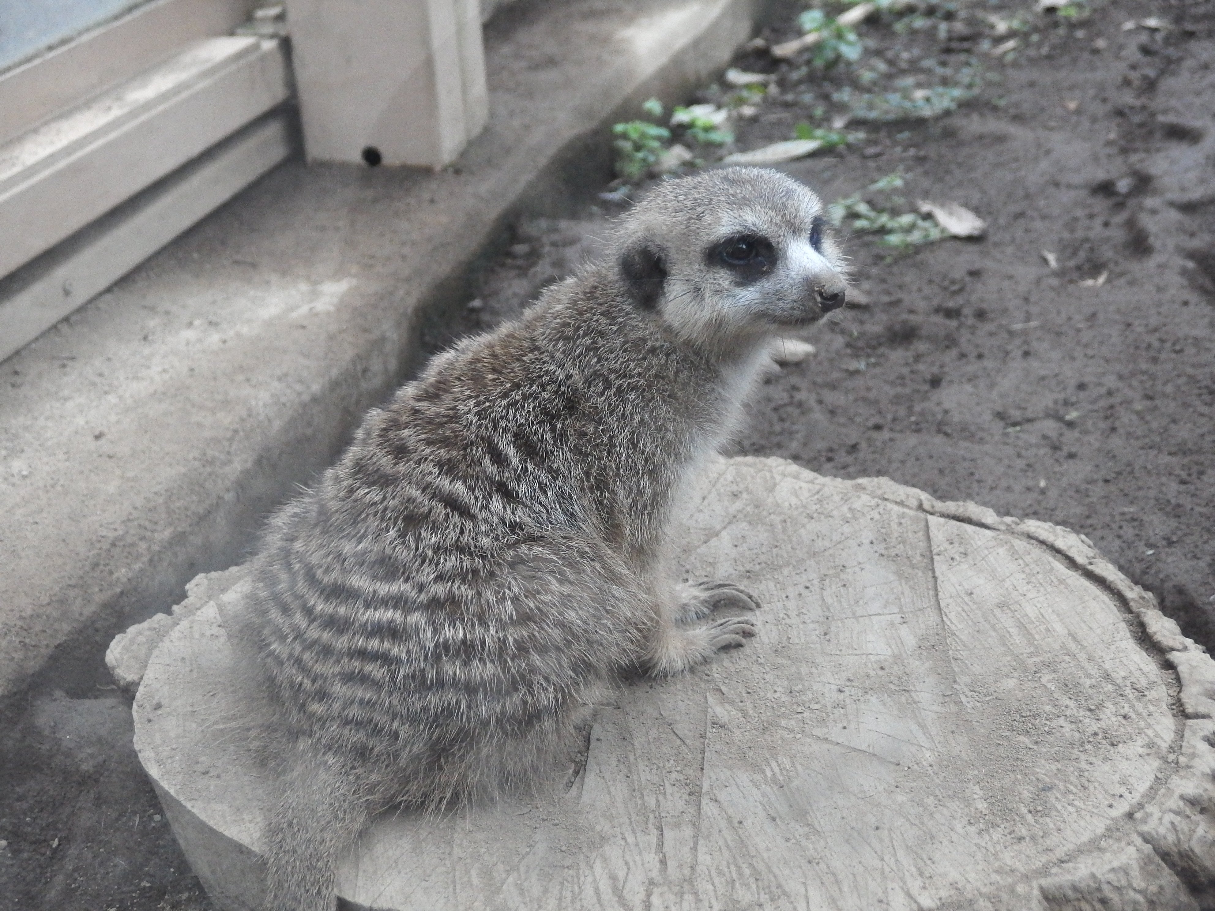 ミーアキャットさん YouTube