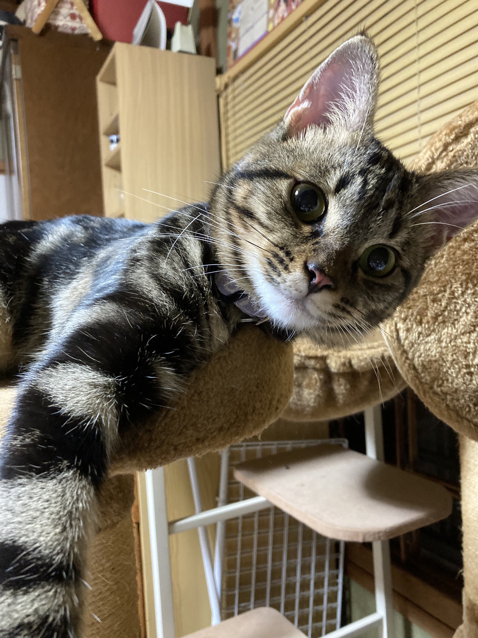 キラキラ⭐️　　ひょっこり猫 キラキラ⭐️ ひょっこり猫 Z/Xグッズ ｜ Z/X - Zillions of