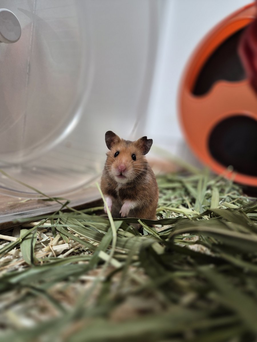 용용이네 🍑 (@ucamemeee) on Twitter photo 